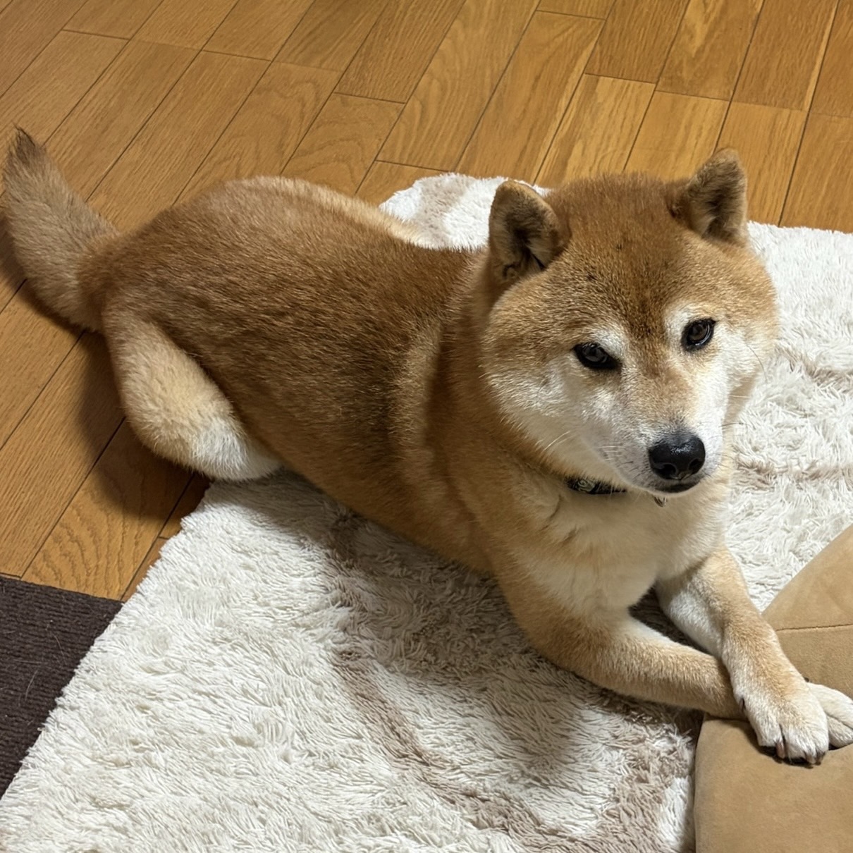 新倉敷駅・かもい動物病院